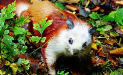 ̽�������������ģ���Ⱥ ���ַ�è���ܹ�����ʯ